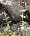 Alpenhelm - Bartsia alpina L.