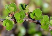 Dwarf Birch - Betula nana L.