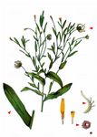 Acker-Ringelblume - Calendula arvensis (Vaill.) L. 