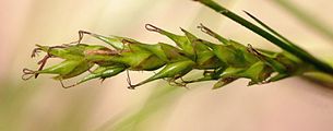 Carex sempervirens (Horst-Segge) - Blütenstand (Ähre)