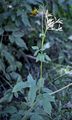 Broad-Leaved Chervil - Chaerophyllum aromaticum L.