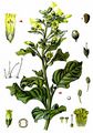 Wild Tobacco - Nicotiana rustica L.