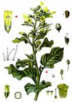 Bauern-Tabak - Nicotiana rustica L. 