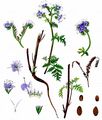 Rainfarn-Phazelie - Phacelia tanacetifolia Benth.