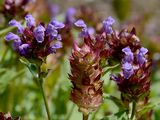 Large-Flowered Selfheal - Prunella grandiflora (L.) Scholler