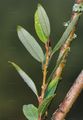 Almond Willow - Salix triandra L.