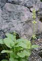 Yellow Betony - Stachys alopecuros (L.) Benth.