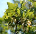 Acer monspessulanum (Französischer Ahorn) - Blätter