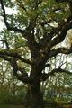 Quercus robur (Stiel-Eiche)