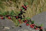 Woolly Cotoneaster - Cotoneaster tomentosus (Aiton) Lindl.