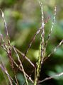 Blutrote Fingerhirse - Digitaria sanguinalis (L.) Scop.