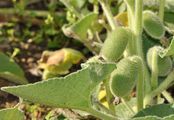 Squirting Cucumber - Ecballium elaterium (L.) A. Rich.