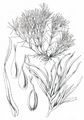 Slender Naiad - Najas flexilis (Willd.) Rostk. & W. L. E. Schmidt