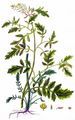 Marsh Yellow-Cress - Rorippa palustris (L.) Besser