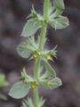 Mountain Ironwort - Sideritis montana L.
