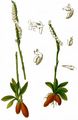 Herbst-Wendelähre - Spiranthes spiralis (L.) Chevall.