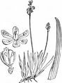 Scottish Asphodel - Tofieldia pusilla (Michx.) Pers.