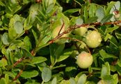 Großfrüchtige Moosbeere - Vaccinium macrocarpon Aiton