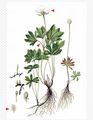 Snowdrop Anemone - Anemone sylvestris L.