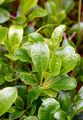 Alpen-Bärentraube - Arctostaphylos alpinus (L.) Spreng.