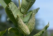 Butterfly Flower - Asclepias syriaca L.