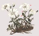 Broad-Leaved Mouse-Ear Chickweed - Cerastium latifolium L.