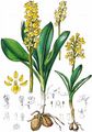 Blasses Knabenkraut - Orchis pallens L.