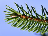 Sitka Spruce - Picea sitchensis (Bong.) Carrière