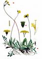 Eared Mouse-Ear-Hawkweed - Pilosella lactucella (Wallr.) P. D. Sell & C. West