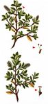  - Salix myrsinites L. 