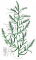 Prickly Saltwort - Salsola kali L.