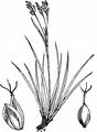 Hair Sedge - Carex capillaris L.