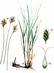 Französische Segge - Carex colchica J. Gay 