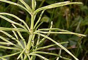 Field Horsetail - Equisetum arvense L.