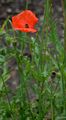 Long-Headed Poppy - Papaver dubium L.