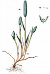 Sand-Lieschgras - Phleum arenarium L. 