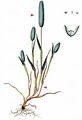 Sand Cat's-Tail - Phleum arenarium L.
