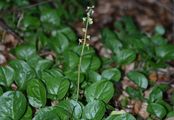 Round-Leaved Wintergreen - Pyrola rotundifolia L. 