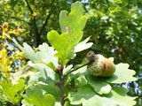 Pedunculate Oak - Quercus robur L.