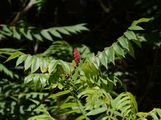 Essigbaum - Rhus typhina L.