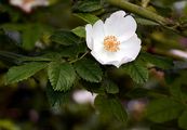 Scentless Rose - Rosa inodora Fr.