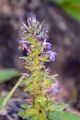 Genfer Günsel - Ajuga genevensis L.