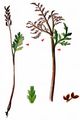 Daisy-Leaved Moonwort - Botrychium matricariifolium W. D. J. Koch