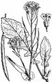 Turnip - Brassica rapa (L.) L.