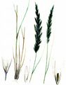 Hairy Small-Reed - Calamagrostis villosa (Chaix) J. F. Gmel.
