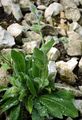 Fimbriate-Pitted Hawkweed - Hieracium pilosum Froel.