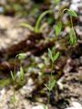 Fairy Flax - Linum catharticum L.