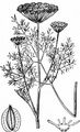 Cambridge Milk-Parsley - Selinum carvifolia (L.) L. 