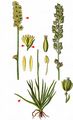 Mountain Scottish Asphodel - Tofieldia calyculata (L.) Wahlenb.