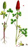 Inkarnat-Klee - Trifolium incarnatum L. 